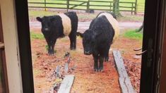 two black and white cows standing in front of a door with an open glass window