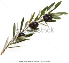 an olive branch with green leaves and black olives on it, against a white background