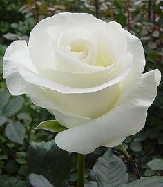 a white rose with green leaves in the background