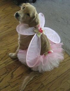 a dog dressed up as a fairy sitting on the floor