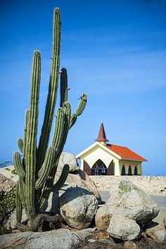 a cactus in front of a church on the beach with rocks and sand around it