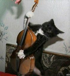 a black and white cat playing with a cello