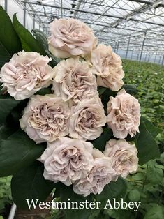 pink flowers growing in a greenhouse with the words westmister abbey on it