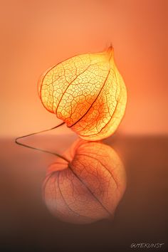 a yellow leaf on top of a table with its reflection in the water below it