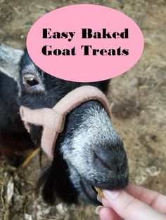 a person feeding a goat with a pink speech bubble over it's head that says easy baked goat treats