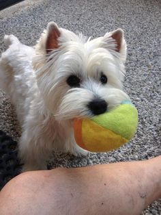 a small white dog holding a tennis ball in it's mouth on the ground