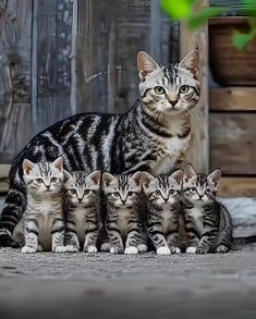 a group of kittens sitting next to each other