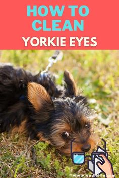 a small black and brown dog laying on top of grass with the words how to clean yorkie eyes