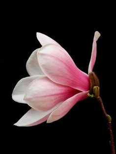 Plant Reference, Tulip Magnolia, Floral Photos, Botanical Photography, Artistic Ideas, Strange Flowers, Tattoo Zeichnungen