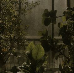 some green plants are in front of a window with rain coming down on them and the sun shining through