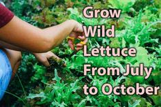 Wild Lettuce, Medicinal Herbs Garden, Herbal Apothecary, Healing Plants, Home Health Remedies, Herbs For Health