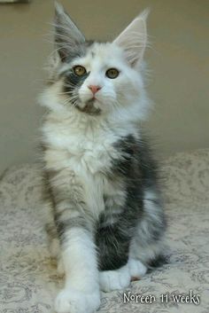 a small kitten sitting on top of a bed next to a wall and looking at the camera