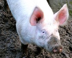 a small white pig standing in the dirt