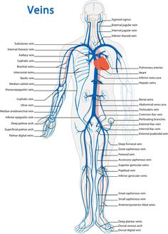 the human body and its major vessels