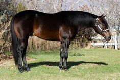 a brown and black horse standing on top of a grass covered field next to trees