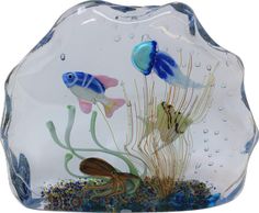 two blue and white fish in an aquarium with seaweed, sand and water bubbles