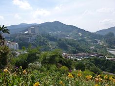 a view of a city from the top of a hill with flowers growing on it