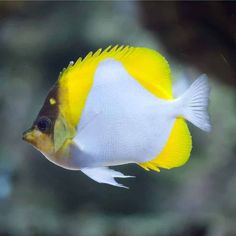 a yellow and white fish swimming in an aquarium