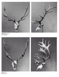 four pictures of deer's head with antlers and horns in black and white