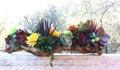 an arrangement of succulents and other plants on a ledge