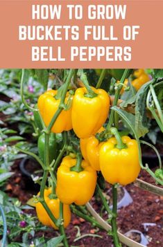 yellow bell peppers growing in the garden with text overlay that reads how to grow buckets full of bell peppers