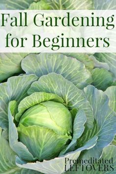 three heads of cabbage on a white background