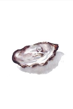 an oyster on a white background with watercolors and ink drawing technique by artist mark taylor