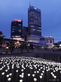 a field of white flowers in front of some tall buildings at night with lights on them