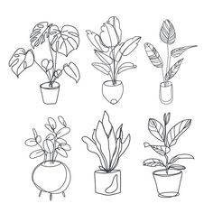 four potted plants are shown in black and white, with one plant on the left side