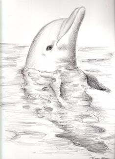 a pencil drawing of a dolphin swimming in the water with its head above the water's surface