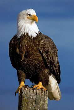 an eagle sitting on top of a wooden post