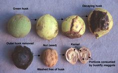 an image of different types of nuts labeled in english and german words on a table