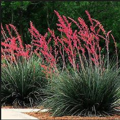 some pink flowers and green plants in the middle of a sidewalk area with trees in the background