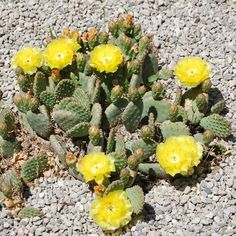 small yellow flowers growing out of the ground