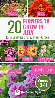 flowers to grow in july for a beautiful summer garden