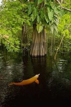 an orange fish floating in the middle of a river surrounded by trees and plants with caption that reads,