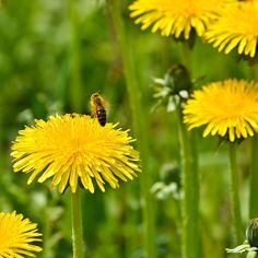 a bunch of yellow dandelions with a bee on them