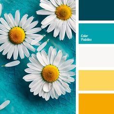 some white daisies are on a blue and yellow background with the words color palettes