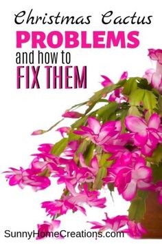 pink flowers in a vase with the words christmas cactus problems and how to fix them