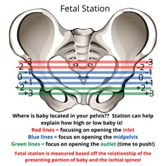 the fetal station is located in the pelvoidus and has two different sections