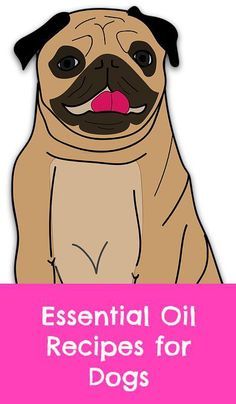 a pug dog with the words essential oil recipes for dogs on it's chest