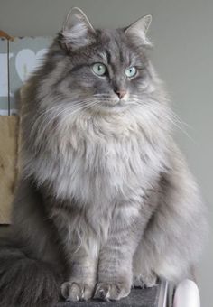 a long haired cat sitting on top of a table