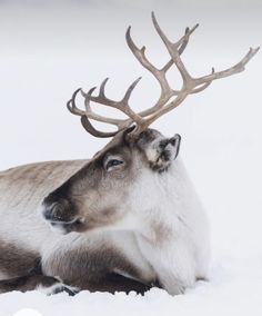 a close up of a deer laying in the snow with antlers on its head