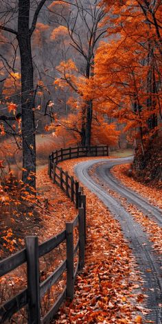 a road surrounded by trees with orange leaves on the ground