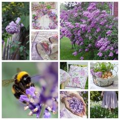 purple flowers and lavenders are featured in this collage with pictures of bees, beehive