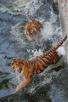 two tigers are playing in the water together