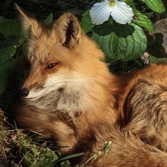 a close up of a fox laying in the grass