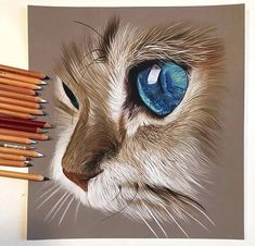 a pencil drawing of a cat's face with blue eyes