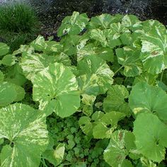 large green leaves are growing in the ground