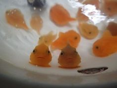 small yellow fish in a white bowl filled with water and oranges on the bottom